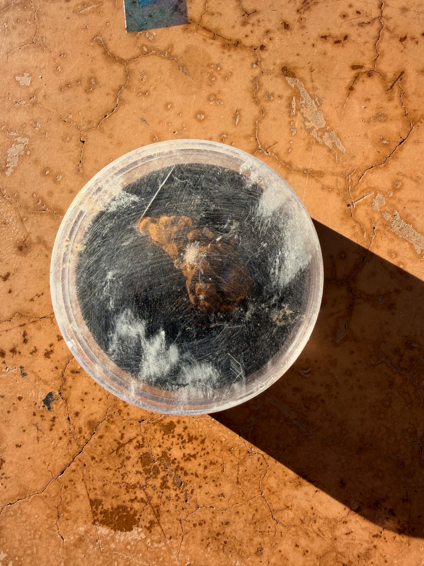 Real dinosaur poop. In a container petrified poop antique…
