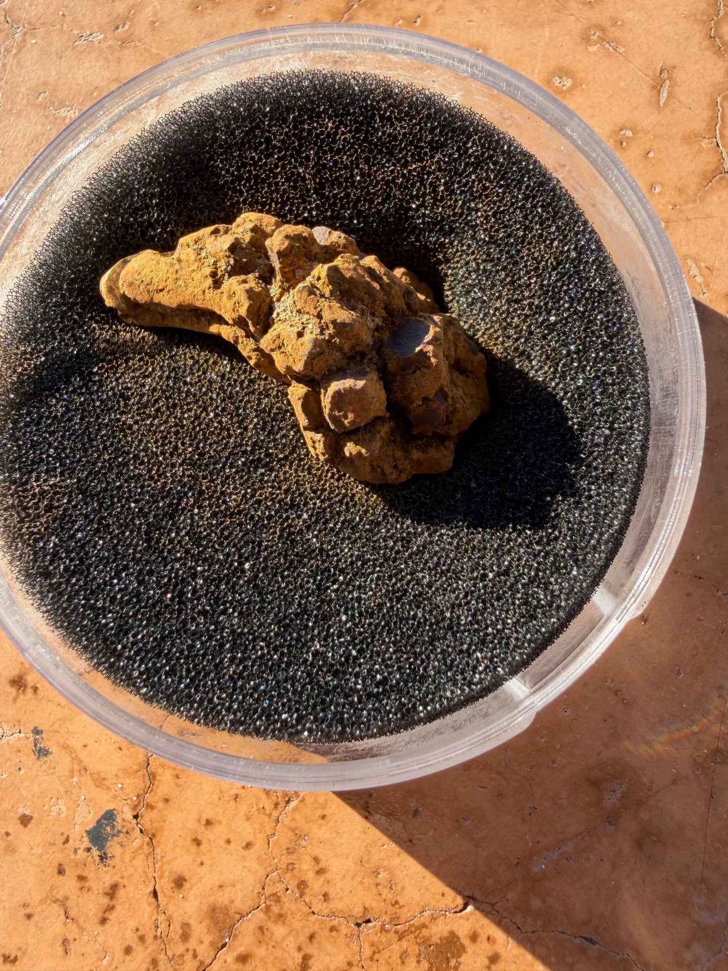 Real dinosaur poop. In a container petrified poop antique…